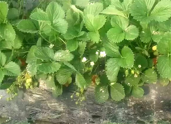四季草莓苗价格告诉你草莓苗的肥水管理