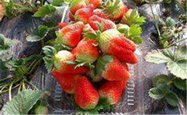 草莓苗价格告诉你草莓苗暴雨期必要措施