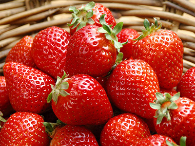 草莓苗如何防病蟲害、防死苗