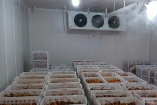 大洋制冷分享水果保鲜冷库在存放时需要注意的事项