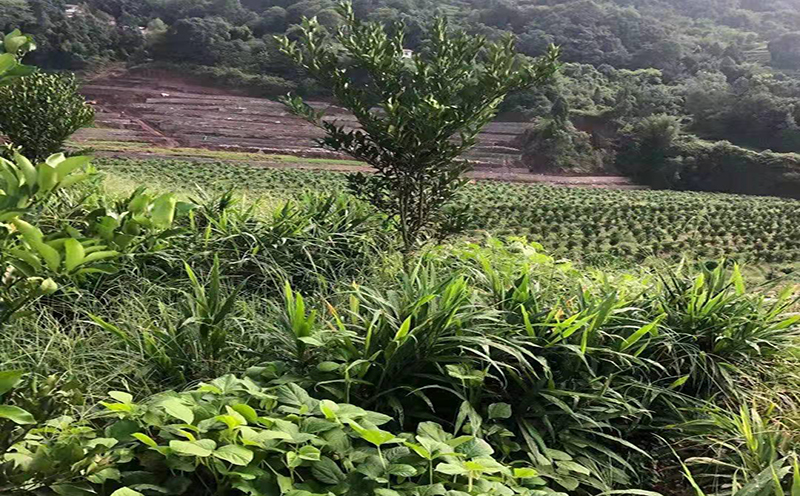 大雅柑苗种植基地关于2023年"清明节"的放假通知