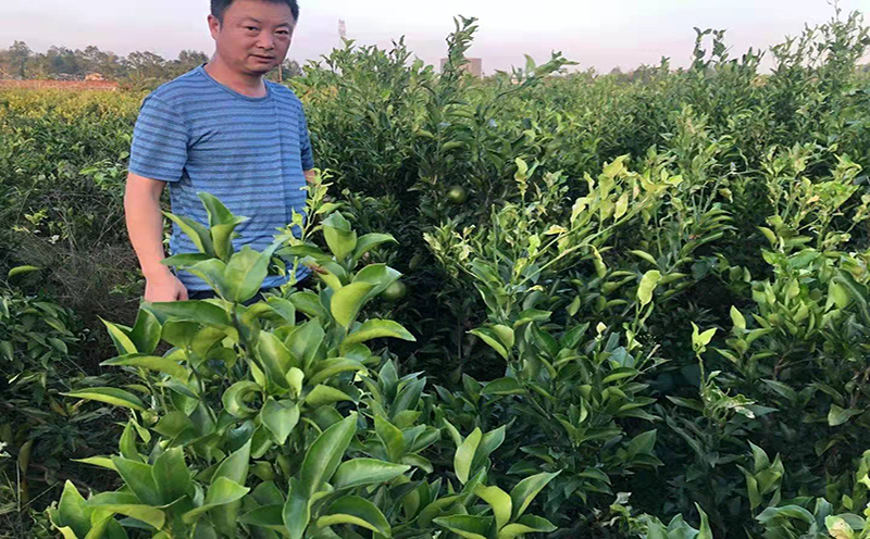 明日见苗在哪个季节施肥比较好?