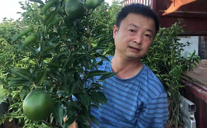 大雅柑苗