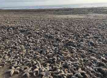 大理白族自治州最大的自动化机械设备商发现英国海滩现死海星