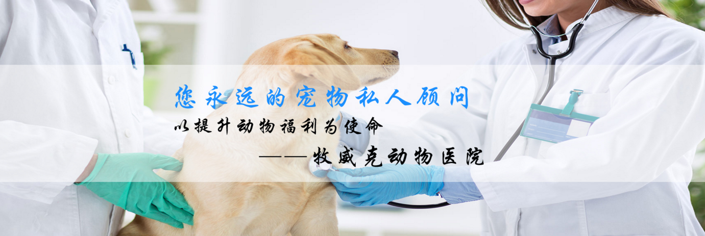 金华新疆宠物医院加入富海360进行网站推广优化