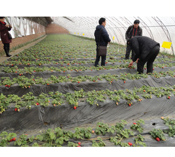 襄阳草莓苗种植企业网站建设展示