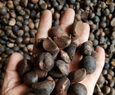 茶籽油料