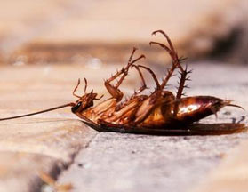 蟑螂不能踩死的原因是什么？