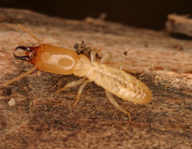 殺蟲公司：白蟻要怎樣有效的防治？