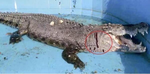 富融包装也在看：游客砸伤亚洲鳄鱼 投石者将其砸出3厘米伤口只为试探其死活