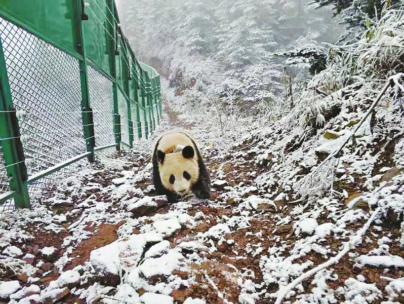 大相岭熊猫基地 福州甲醛治理公司分享