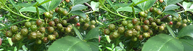 新疆花椒