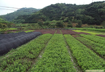 園林綠化苗木價格