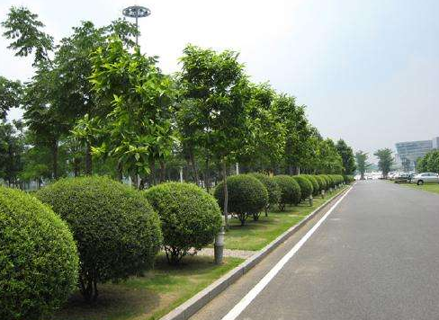 道路绿化养护