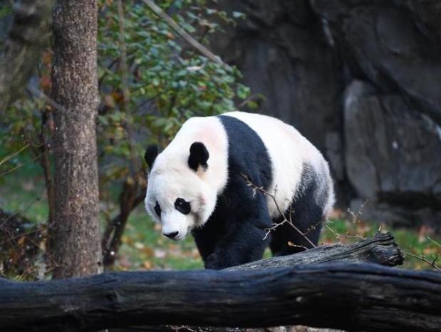 兰州网站建设公司送上祝福：欢迎旅美大熊猫“贝贝”启程回国