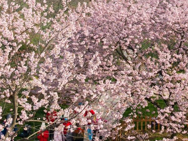 兰州冷库安装设计公司分享武汉大学、东湖樱园樱花初绽放，春天还会远吗？
