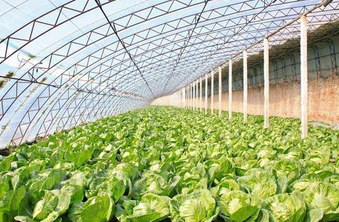 云南温室大棚建设分析温室大棚种植蔬菜有什么优势