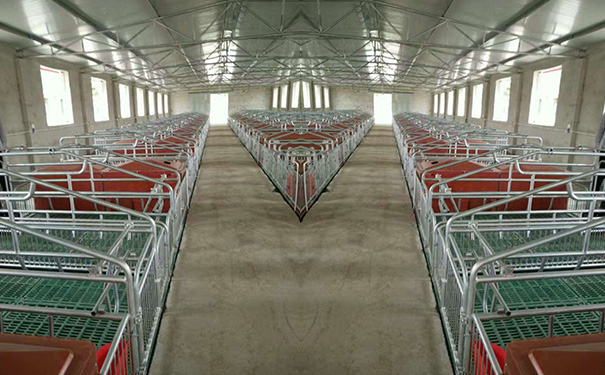 贵州养殖设备厂家详解关于养殖场母猪产床的配置