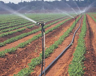喷灌带在大棚蔬菜生产过程中的管理应用