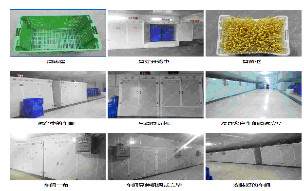 大型豆芽生产线设备车间一角如此绚丽夺目