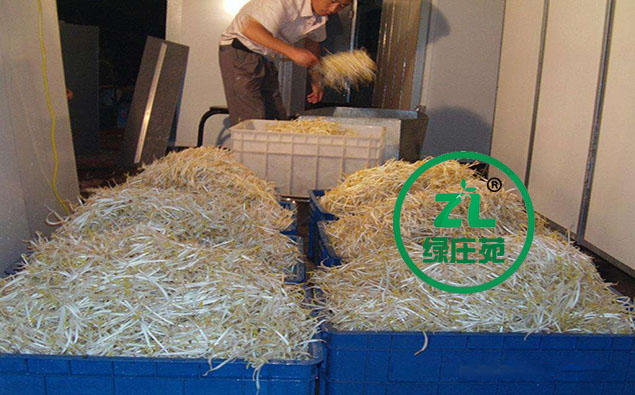 寻找最专业的豆芽机生产厂家