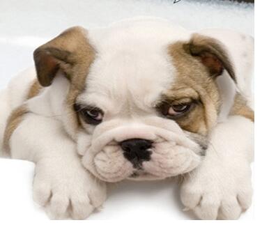 眉山宠物诊所电话为您介绍哪些症状表明狗狗已经缺钙了