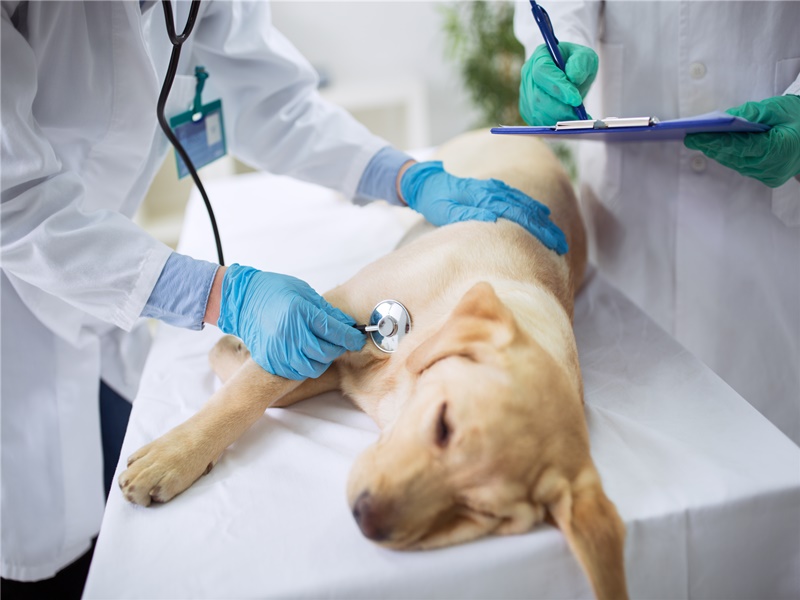 狗狗、犬类常见的眼睛、呼吸系统、皮肤、口腔等疾病介绍！