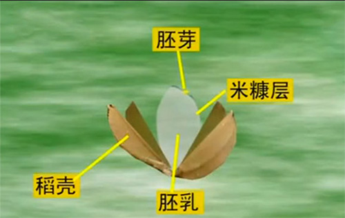 稻谷籽粒结构对加工工艺的影响