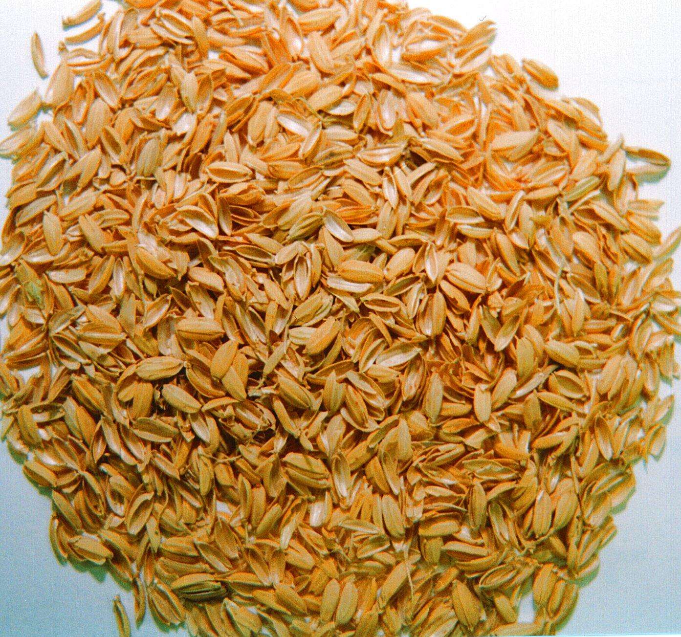 干热法处理米糠的介绍