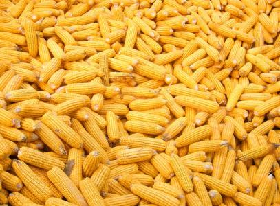  云南粮食烘干塔厂家分享如何区分玉米水分大小