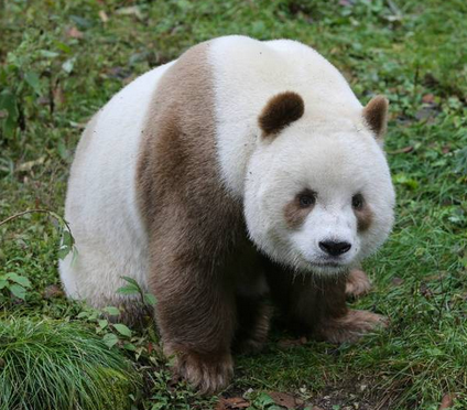 世界上竟然出现了棕色熊猫 真是活久见