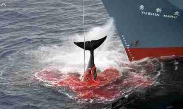 日本将重启商业捕鲸福建彩盒定做厂家解读为吃鲸鱼肉不择手段!