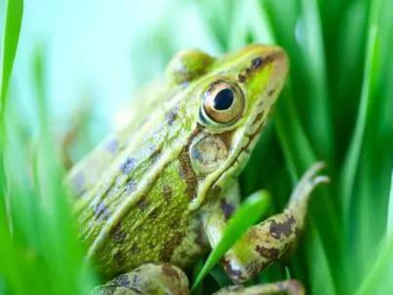 四川青蛙苗養殖基地：怎樣預防青蛙普遍的病害