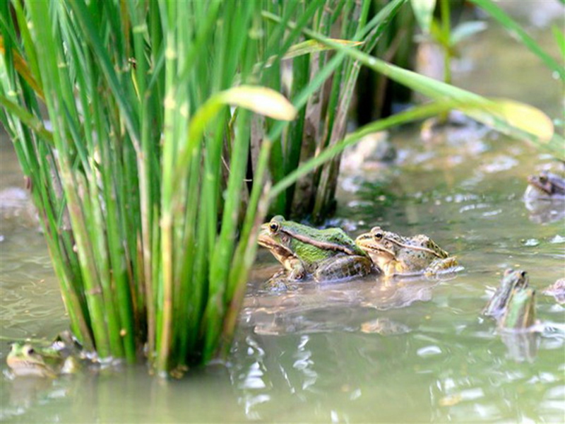 四川牛蛙孵化养殖池怎样修建?