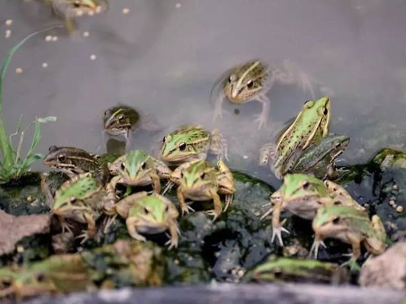 眉山黑斑蛙苗养殖时喂食不均会有哪些影响？