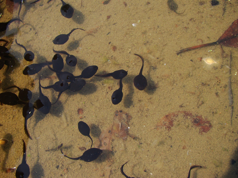 四川黑斑蛙苗养殖面临什么样的问题，未来前景怎么样！