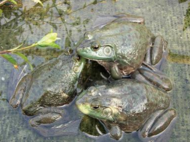 眉山牛蛙苗养殖基地分享牛蛙喂食的常识