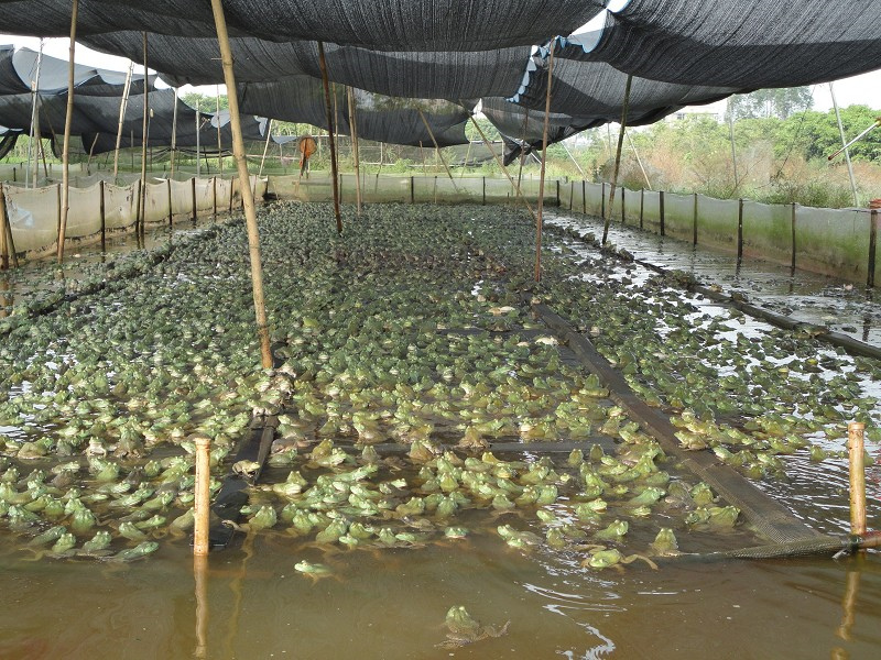 美蛙养殖池建造