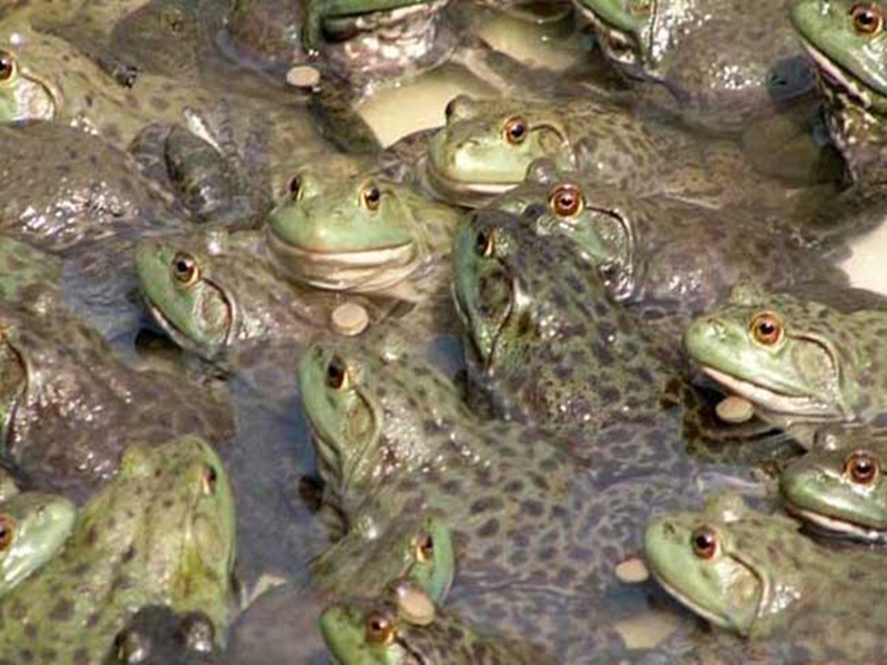 眉山美蛙苗养殖基地分享蛙类病害发生的原因