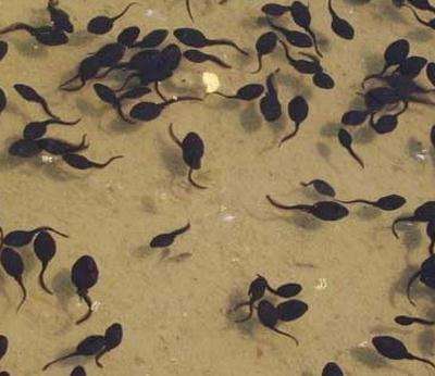 四川黑斑蛙苗養殖者今日分享對于黑斑蛙的了解