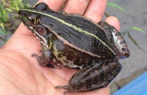 这三种黑斑蛙成蛙养殖方法你都知道吗？