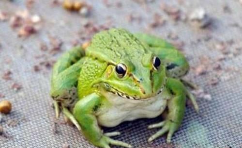 樂山美蛙苗養殖商家簡述蛙適合采卵的時期
