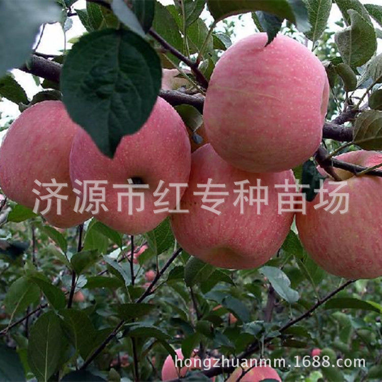 新品种苹果苗商家教你这样做你的苹果园就旱涝保收啦