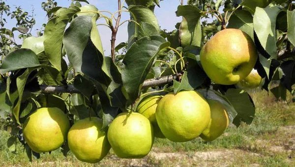 新品种梨树苗叶片和果实病害及其防治方法详解