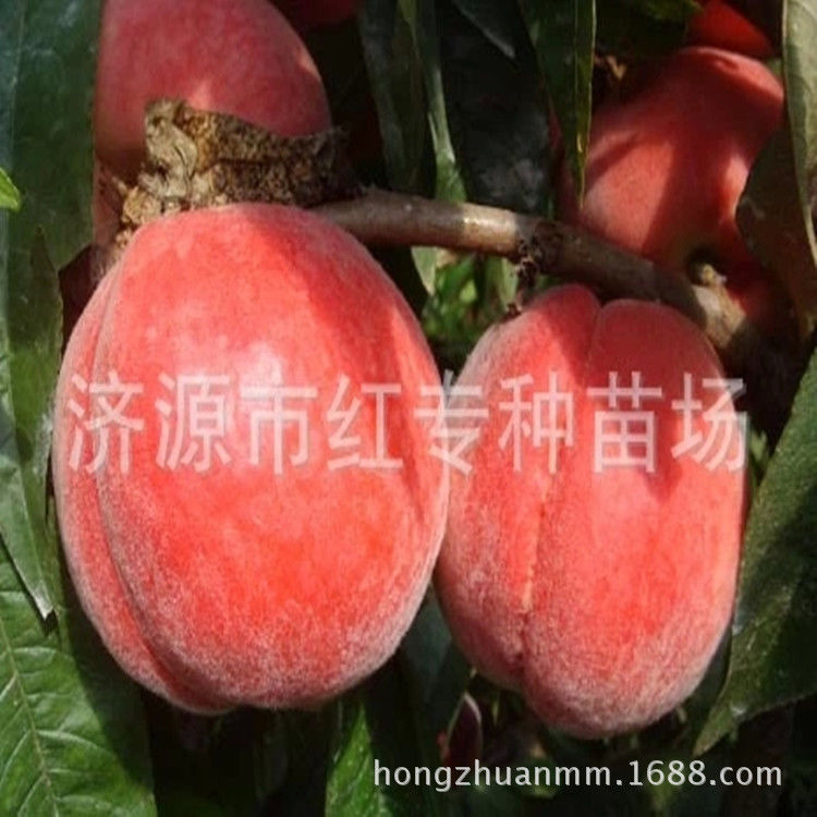 硬桃晚熟新品种桃树苗的发展市场到底有多大