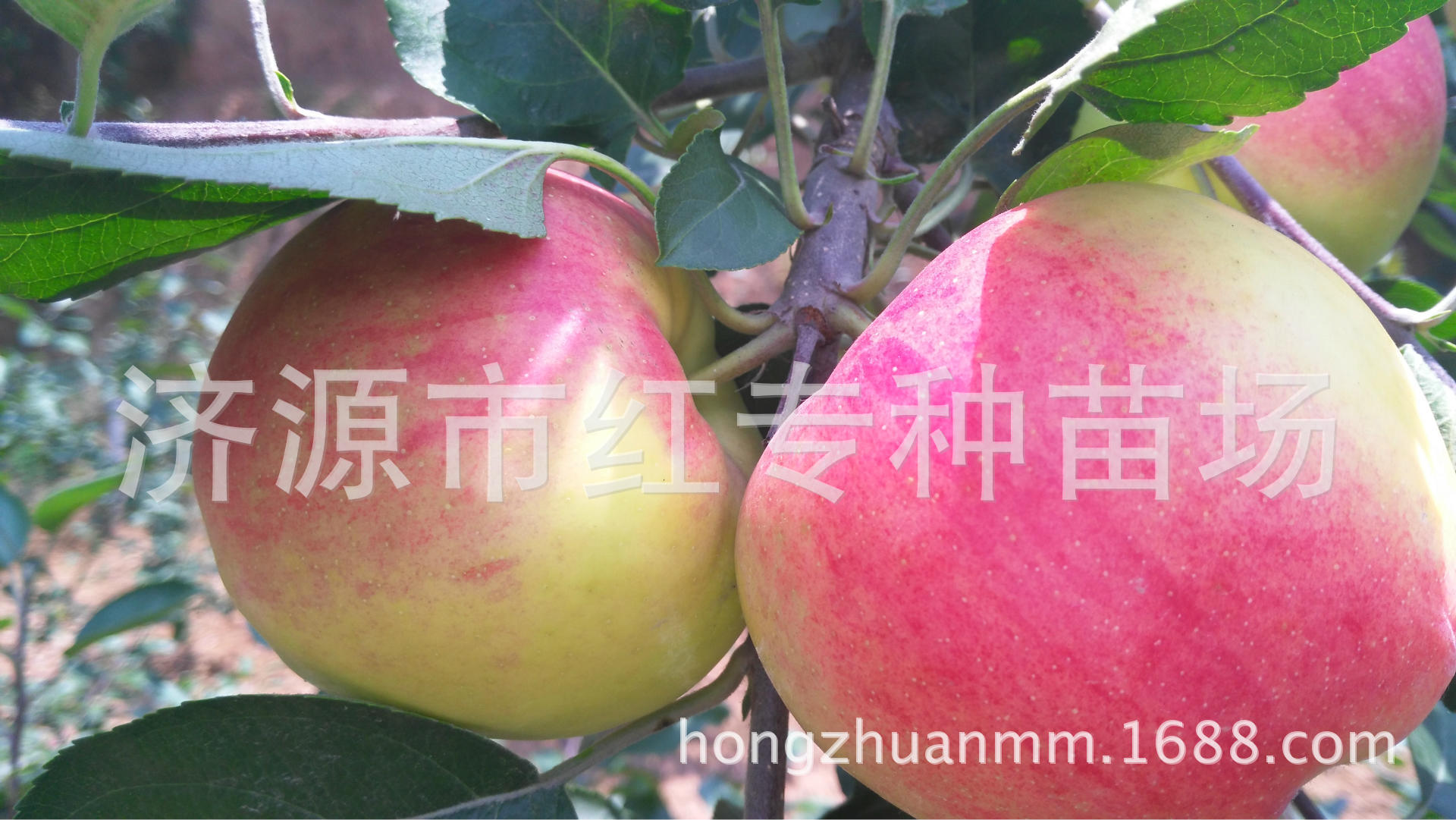 汤阴苹果苗场技术员告诉采收完苹果及早清园