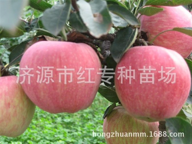 汤阴红露苹果苗场技术员分享室内苹果简易的贮藏方法