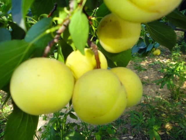 山东青岛桃树苗场价格告诉你梨的生长习性有哪些