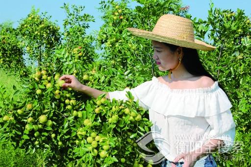 馬鞍山農牧產品直銷 石鼓區農業園里瓜果飄香等您采摘