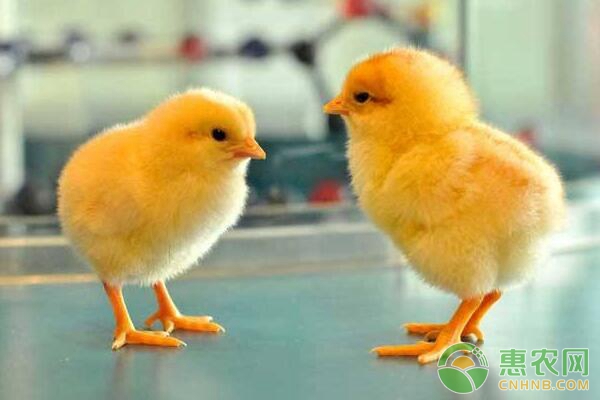 宏明养殖基地 环保范围会不会扩大？明年蛋鸡养殖业又将何去何从？